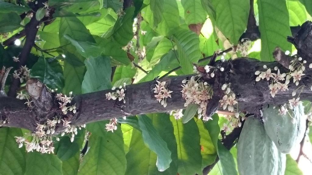 Pousada Cheiro De Cacau 塞古罗港 外观 照片